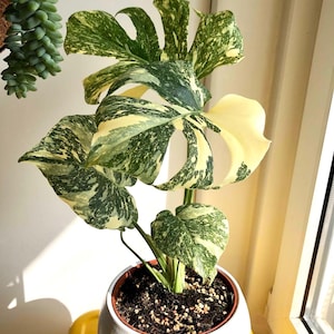 Monstera Thai constellation xl Starter Plant (ALL STARTER PLANTS require you to purchase 2 plants!)