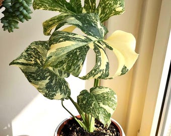Monstera Thai Constellation Xl Starter Plant (ALL STARTER PLANTS Require  You to Purchase 2 Plants!) - Etsy
