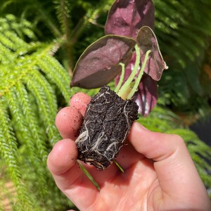 Alocasia Cuprea red secret Starter Plant ALL STARTER PLANTS require you to purchase 2 plants image 9