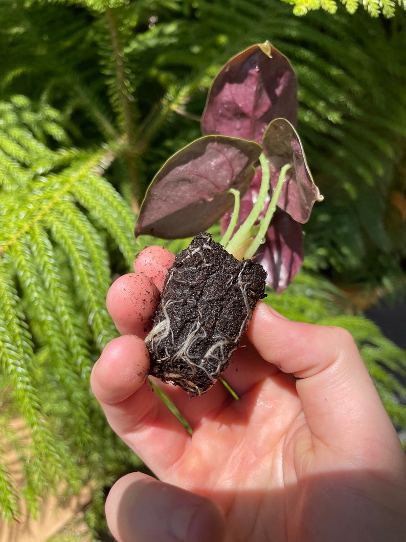 Alocasia Cuprea red secret Starter Plant ALL STARTER PLANTS require you to purchase 2 plants image 9