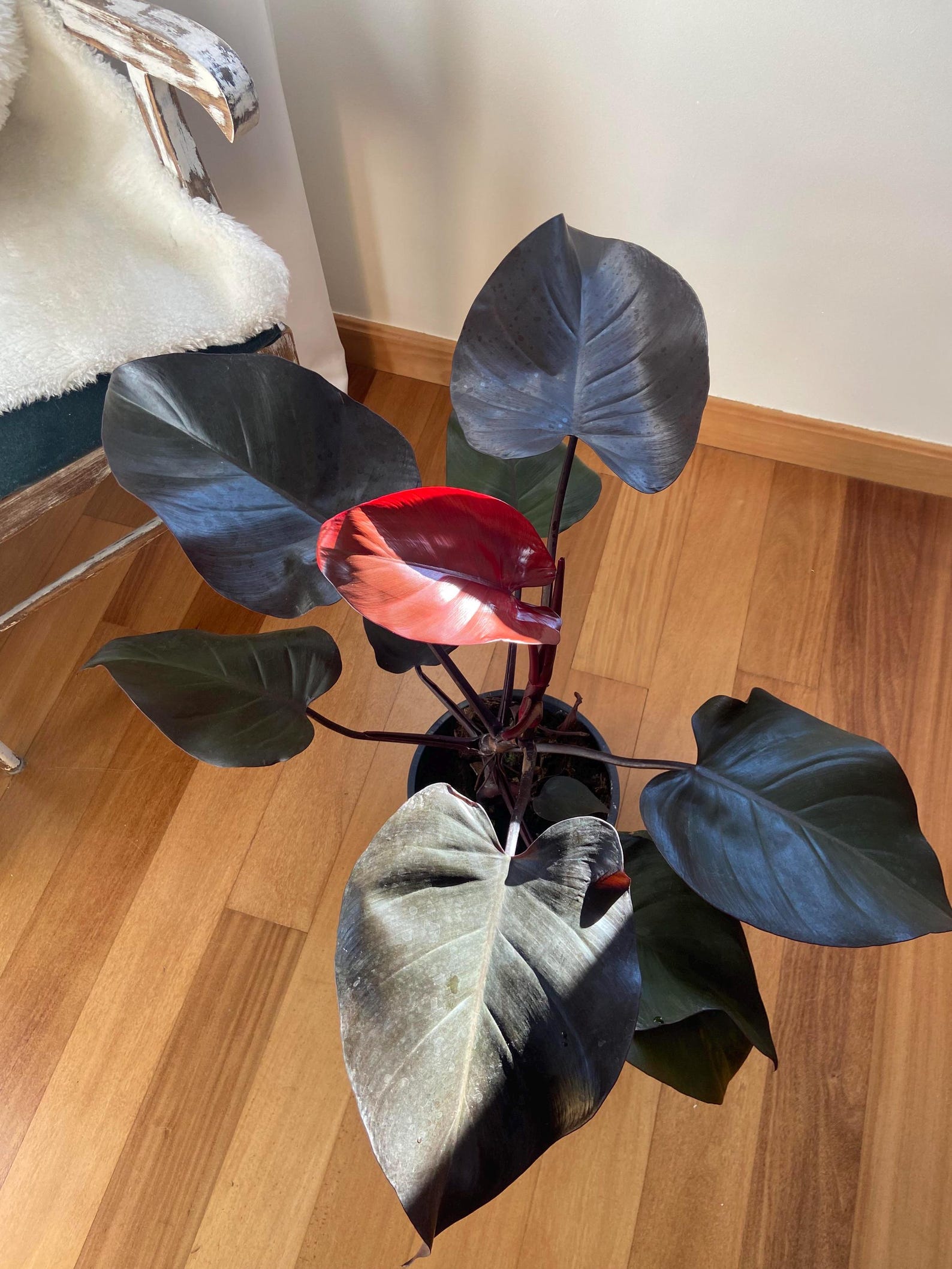 Philodendron Royal Queen Starter Plant (ALL STARTER PLANTS require you to purchase 2 plants!)