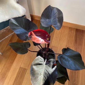 Philodendron Royal Queen Starter Plant (ALL STARTER PLANTS require you to purchase 2 plants!)