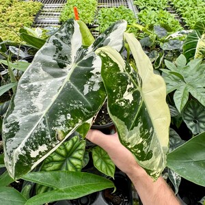 Alocasia Variegated Frydek XL starter plant **(ALL plants require you to purchase ANY 2 plants!)**