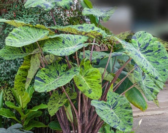 Colocasia Mojito 4” pot (ALL STARTER PLANTS require you to purchase 2 plants!)