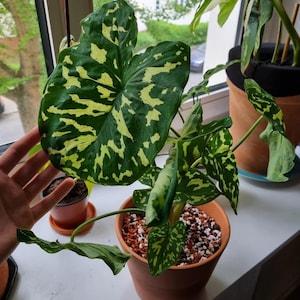 Alocasia hilo beauty 4” pot (ALL PLANTS require you to purchase 2 plants!)