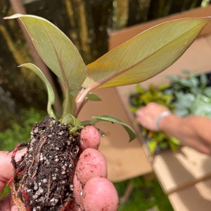 Black Cardinal Philodendron ALL starter plants require you to purchase 2 plants image 6