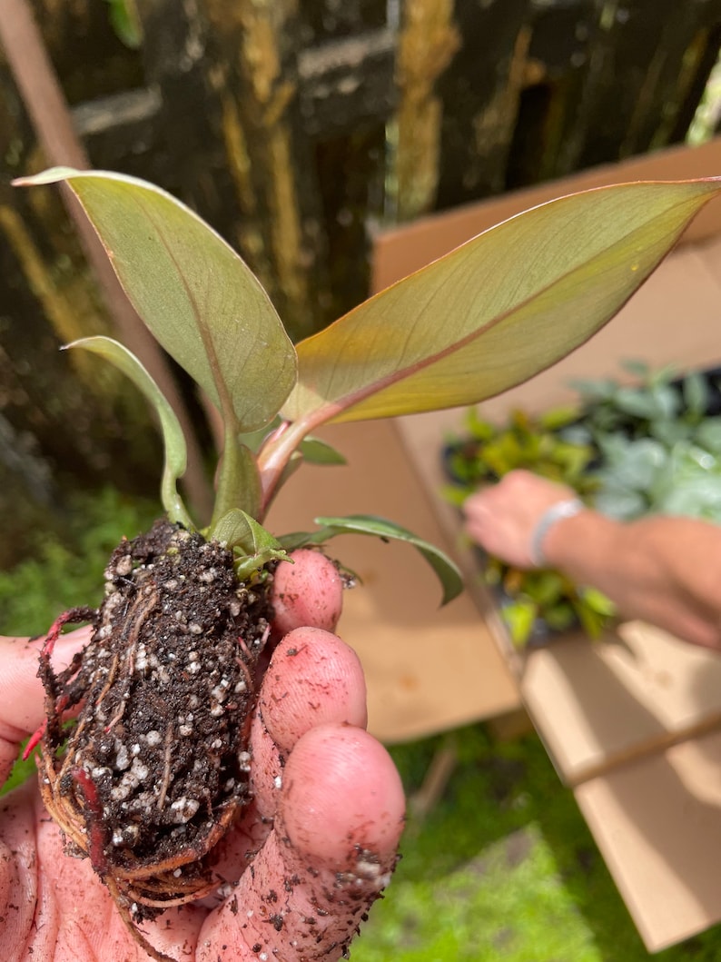 Black Cardinal Philodendron ALL starter plants require you to purchase 2 plants image 6