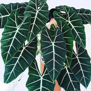 Alocasia Frydek Starter Plant (ALL STARTER PLANTS require you to purchase 2 plants!)