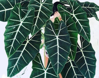 Alocasia Dragon Scale Variegated # 7 Free Shipping/ Exact Plant/ 3