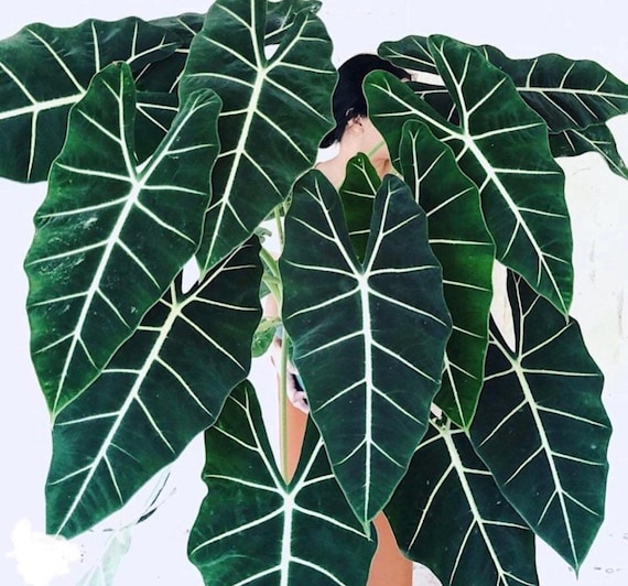 monstera deliciosa variegata vs borsigiana Monstera deliciosa var. borsigiana 'Albo Variegata' – Garden Treasures  Nursery main image 0
