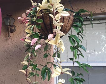 Hoya Krimson queen 4” plant **(ALL plants require you to purchase ANY 2 plants!)**