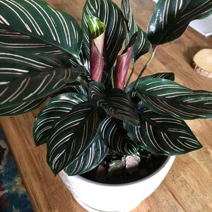 Calathea Ornata pinstripe 2” pot **(ALL plants require you to purchase ANY 2 plants!)**
