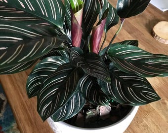 Calathea Ornata pinstripe 2” pot **(ALL plants require you to purchase ANY 2 plants!)**
