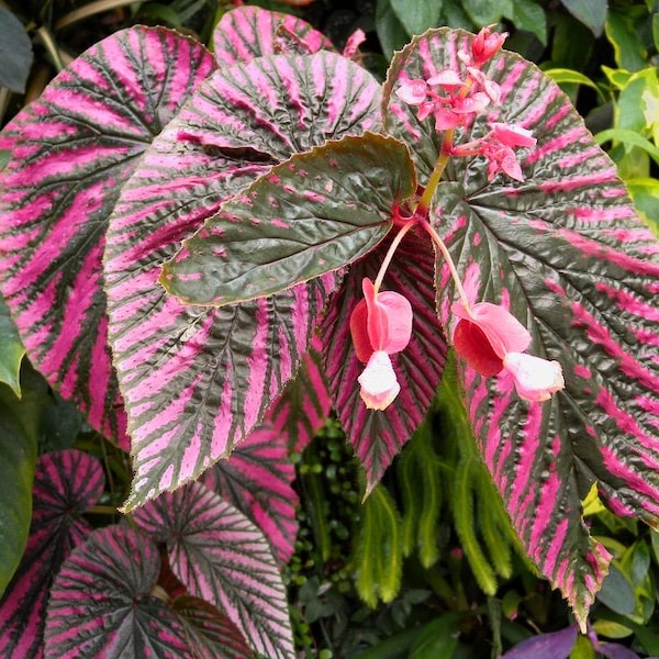 Begonia brevirimosa subsp. Exotica 2” pot (ALL STARTER PLANTS require you to purchase 2 plants!