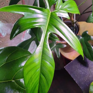 Philodendron Florida beauty green Starter Plant (ALL STARTER PLANTS require you to purchase 2 plants!)
