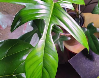 Philodendron Florida beauty green Starter Plant (ALL STARTER PLANTS require you to purchase 2 plants!)