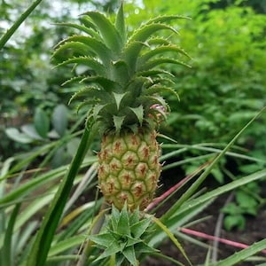 May include: A green pineapple plant with a small, green pineapple growing on top. The plant is surrounded by green leaves.