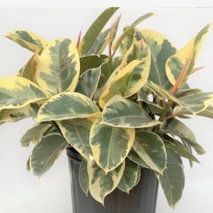 May include: A potted variegated rubber plant with green and yellow leaves. The plant is in a black plastic pot.
