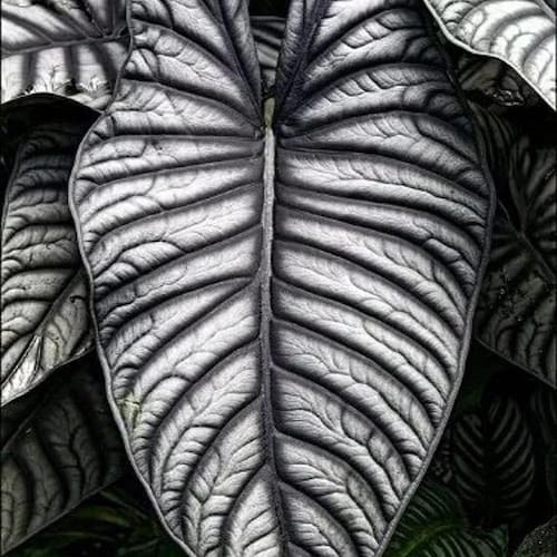 Planta de iniciación de Alocasia nebula imperialis (¡TODAS LAS PLANTAS DE INICIO requieren la compra de 2 plantas!)