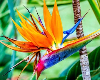 Orange Bird of Paradise starter plant (ALL STARTER PLANTS require you to purchase 2 plants!)