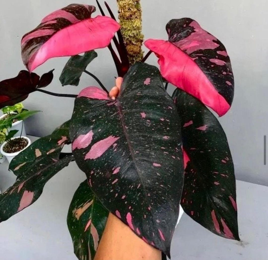 その他観葉植物 Philodendron Pink Princess Black Cherry Large Philodendron Pink Princess | Philodendron Black Cherry Pink