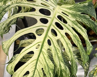 Monstera white devil starter plant **(ALL plants require you to purchase ANY 2 plants!)**