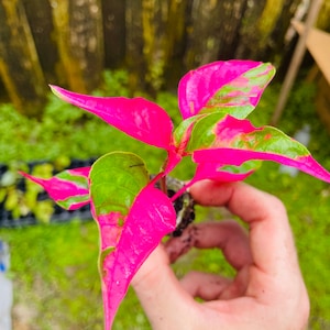 Alternanthera ‘Party Time’ Starter Plant **All starter plants require you to purchase 2 plants!**