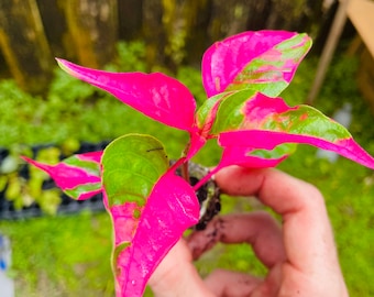 Alternanthera ‘Party Time’ Starter Plant **All starter plants require you to purchase 2 plants!**