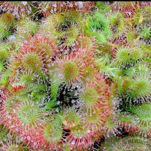 Planta joven de Drosera spatulata **(¡TODAS las plantas requieren la compra de 2 plantas cualesquiera!)**