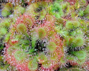Drosera spatulata starter plant **(ALL plants require you to purchase ANY 2 plants!)**