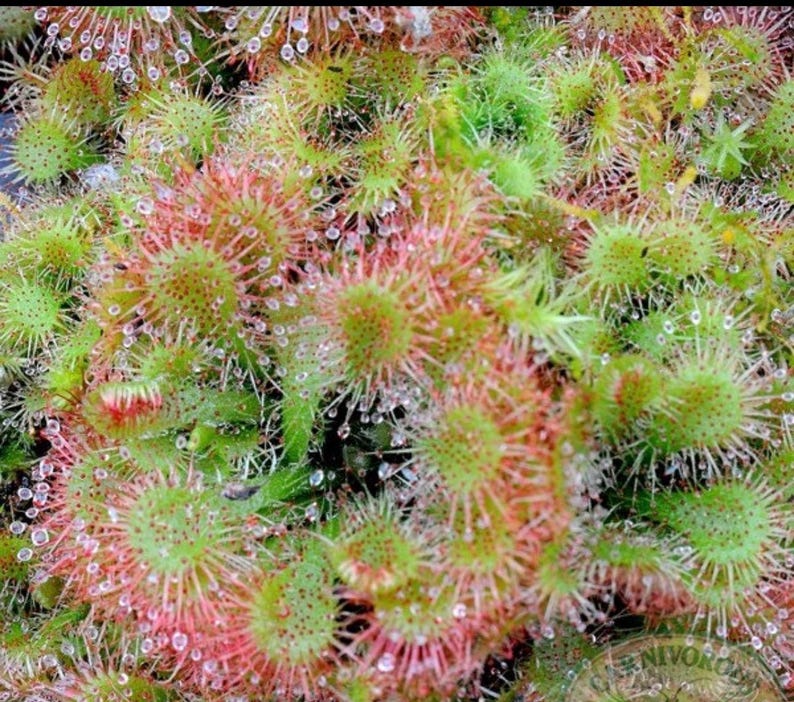 SunshineGreens Drosera spatulata Plant