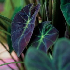 Colocasia Black Beauty Starter Plant (ALL STARTER PLANTS require you to purchase 2 plants!)