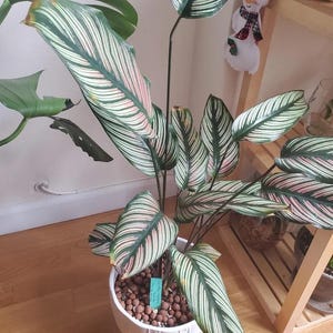 Calathea Whitestar starter plant **(ALL plants require you to purchase ANY 2 plants!)**