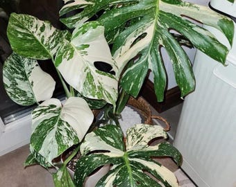 Monstera Thai Constellation XL  plant **(ALL plants require you to purchase ANY 2 plants!)**