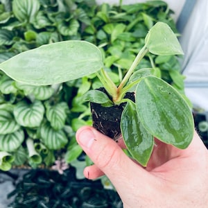 May include: A small green plant with large, round leaves is held in a person's hand. The plant is potted in a small, brown pot with soil.