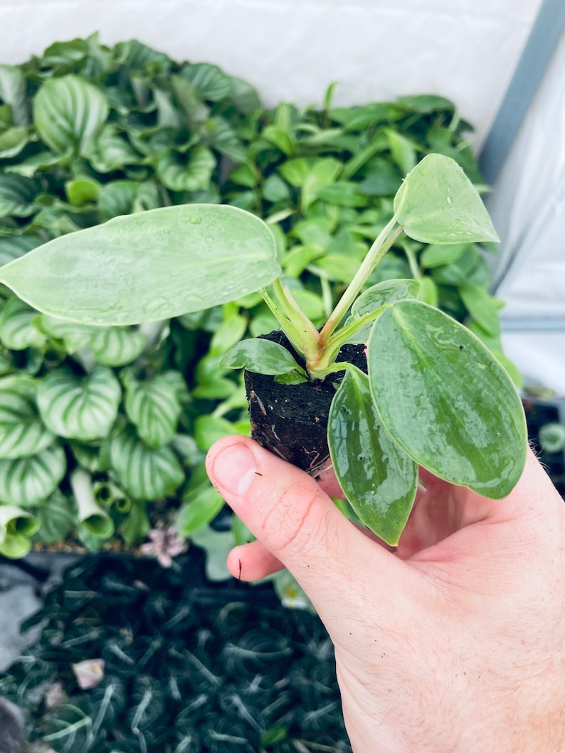 SunshineGreens Philodendron Florida Beauty Plant - Thumbnail 5