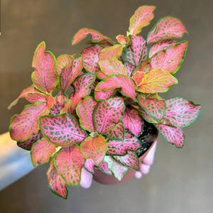 Fittonia Pink (nerve plant) Starter Plant (ALL STARTER PLANTS require you to purchase 2 plants!)