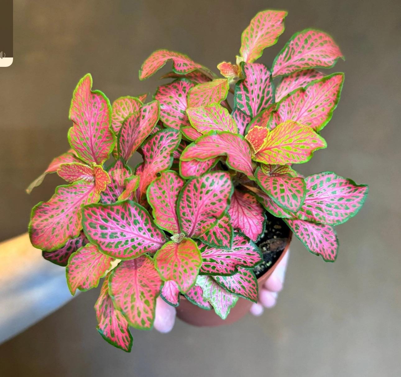 Fittonia Pink (nerve plant) Starter Plant (ALL STARTER PLANTS require you to purchase 2 plants!)
