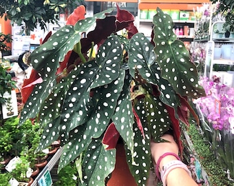 レア　ベゴニア　ルージュ　Variegated Begonia Rouge大苗② Rouge Variegated – Begonia Club