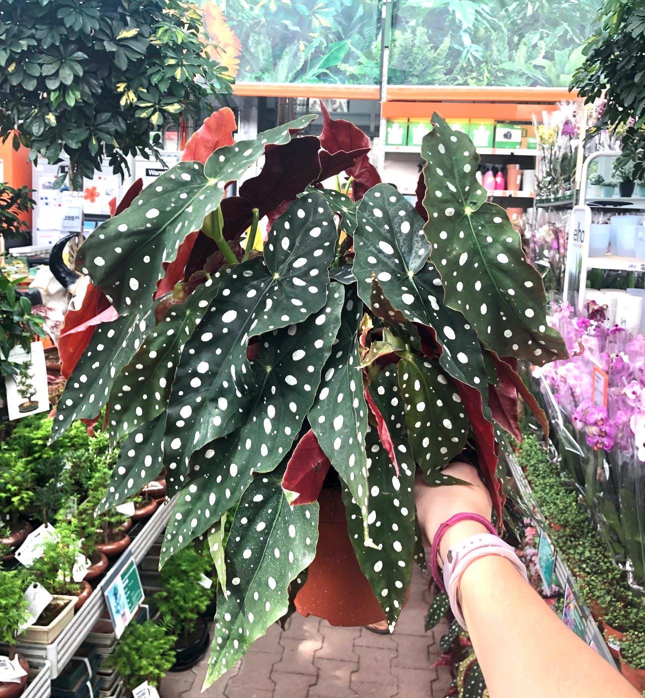 Begonia Rex Maculata “angel Wing” Starter Plant **(ALL Plants