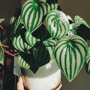 Peperomia Watermelon 2” pot (ALL STARTER PLANTS require you to purchase 2 plants!)