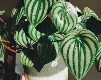 Peperomia Watermelon 2” pot (ALL STARTER PLANTS require you to purchase 2 plants!)
