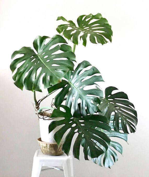 Monstera Deliciosa "Swiss Cheese Plant" starter plant **ALL starter plants require you to purchase 2 plants! **