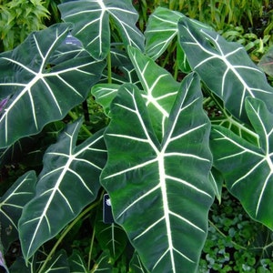 Alocasia Frydek Starter Plant (ALL STARTER PLANTS require you to purchase 2 plants!)