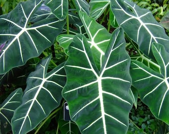Alocasia Frydek Starter Plant (ALL STARTER PLANTS require you to purchase 2 plants!)