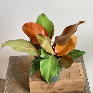 Philodendron Prince of Orange Tc Starter Plant (ALL STARTER PLANTS require you to purchase 2 plants!)