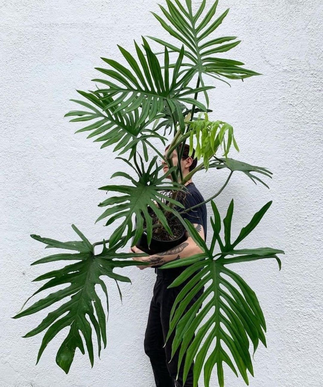 Philodendron Elegans Starter Plant (ALL STARTER PLANTS Require You to  Purchase 2 Plants!) - Etsy