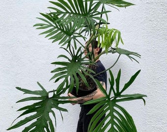 Skeleton Leaf (philodendron Elegans) 4in 6in 8in 10in - Etsy