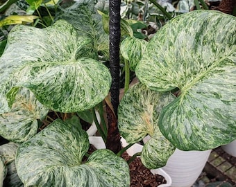 Variegated philodendron sodiroi Starter Plant #3 (ALL STARTER PLANTS require you to purchase 2 plants!)