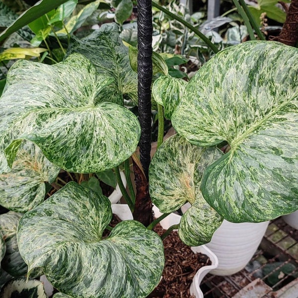 Variegated philodendron sodiroi Starter Plant #3 (ALL STARTER PLANTS require you to purchase 2 plants!)